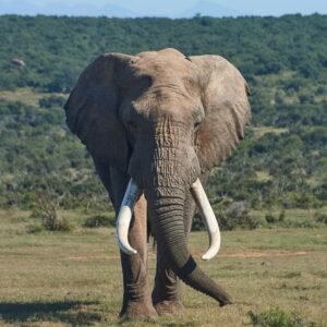 elephant bedtime stories for gentle dreams