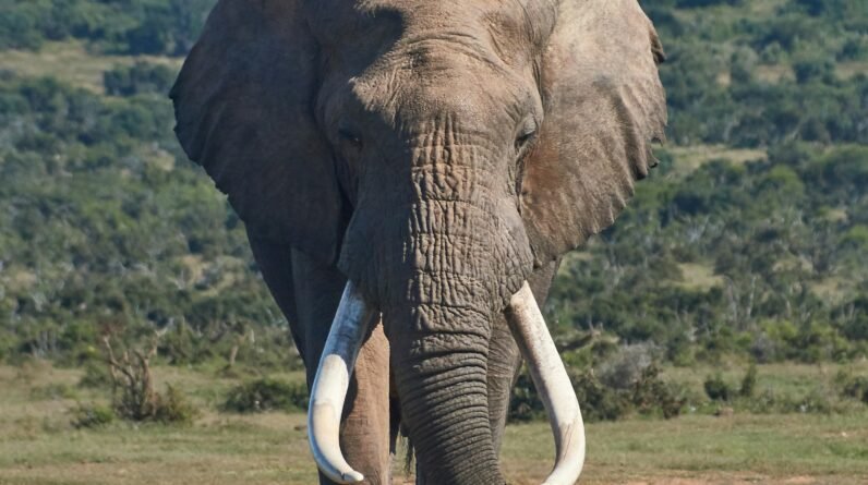 elephant bedtime stories for gentle dreams