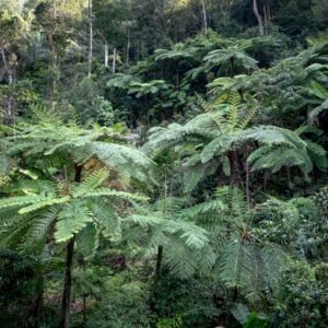 jungle adventures beyond the canopy