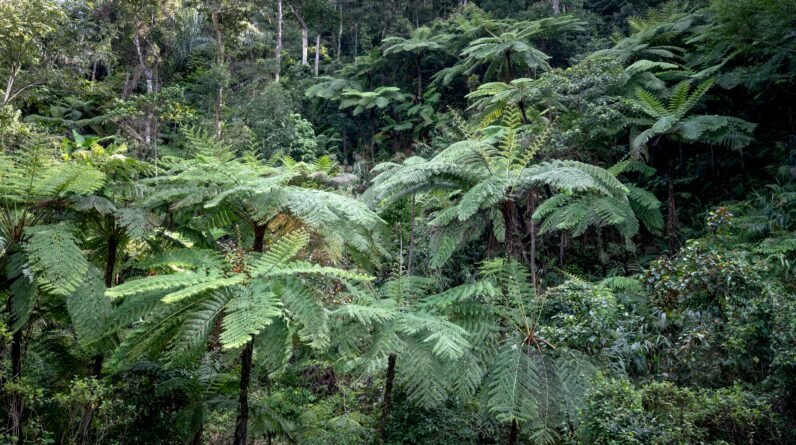 jungle adventures beyond the canopy