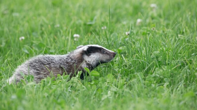 spring childrens books and the badger who drummed at dawn