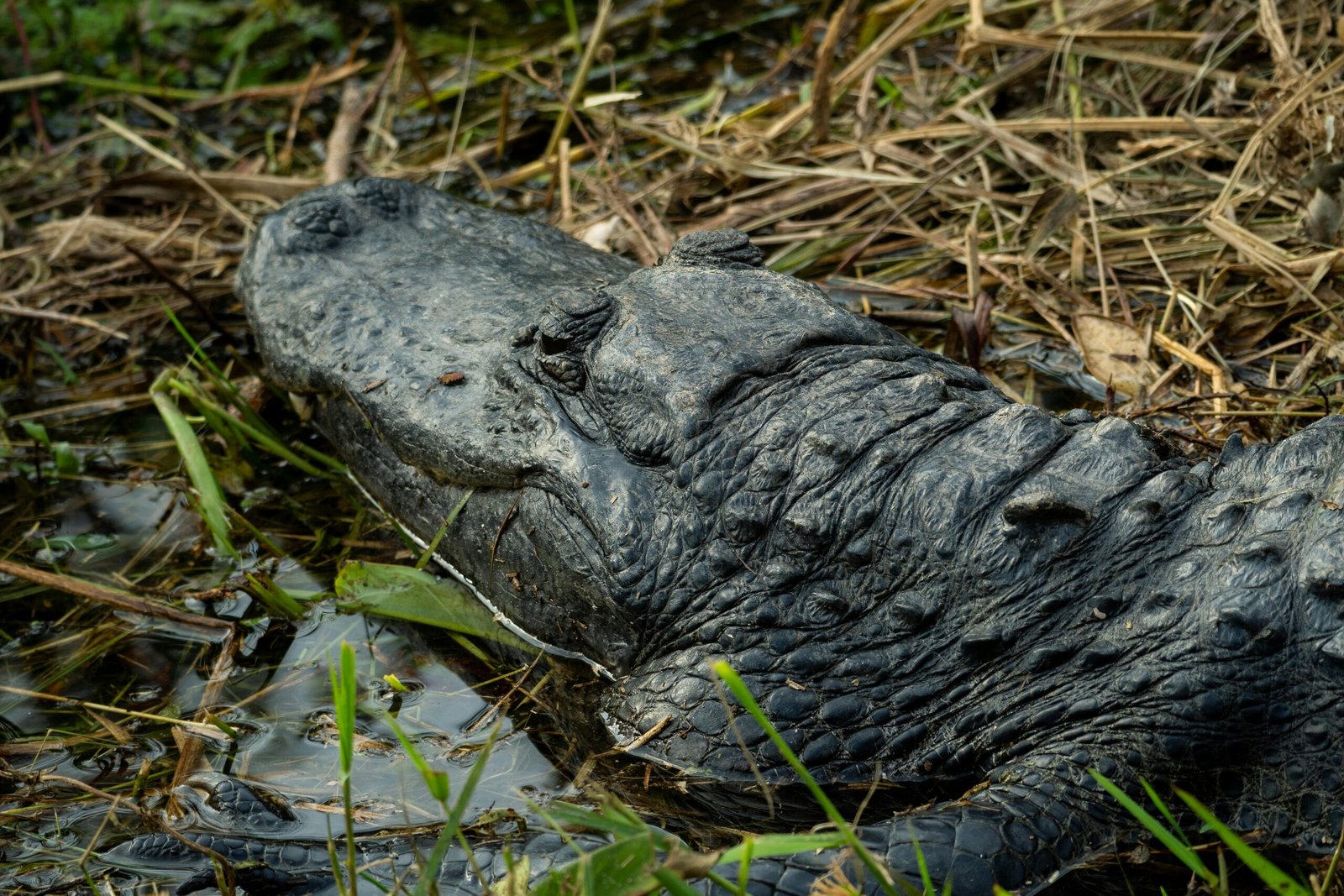 Wildlife Wonders of Paynes Prairie Preserve State Park