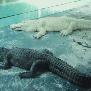 wildlife wonders of paynes prairie preserve state park