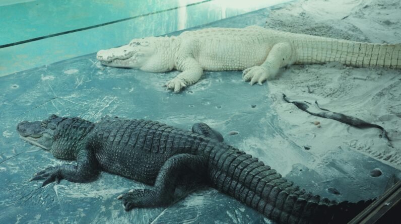 wildlife wonders of paynes prairie preserve state park