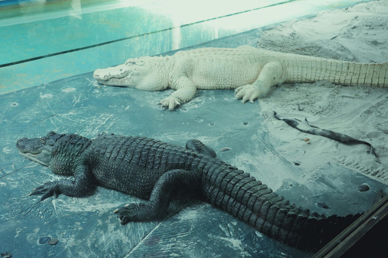 Wildlife Wonders of Paynes Prairie Preserve State Park