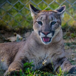 wildlife of big cypress national preserve