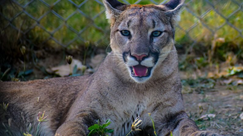 wildlife of big cypress national preserve