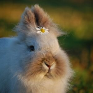 bunny adventure bedtime story for kids