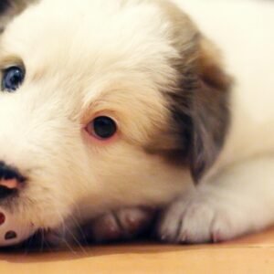 lost puppy bedtime story a sweet puppy story for kids
