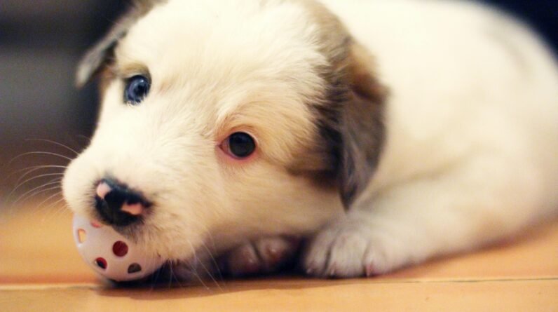 lost puppy bedtime story a sweet puppy story for kids