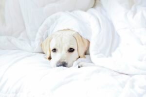Lost Puppy Bedtime Story